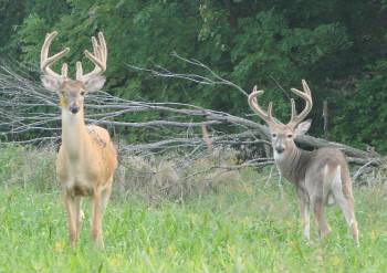 hayride deer photo